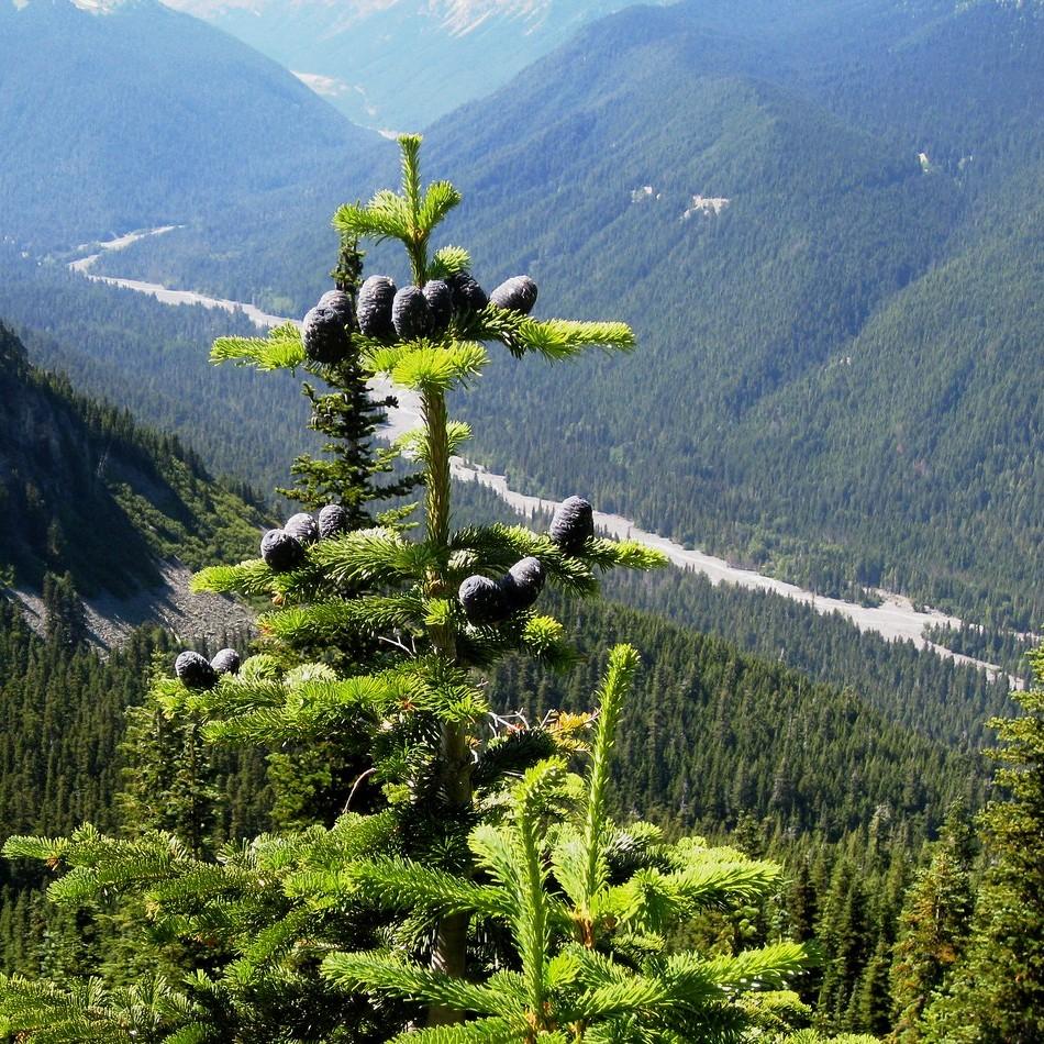 Amabilis fir (Abies amabilis) plant