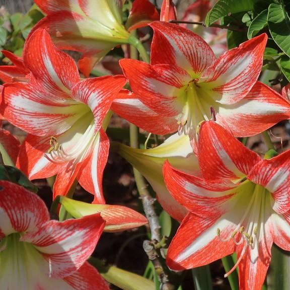 amaryllis (Hippeastrum cvs.) plant