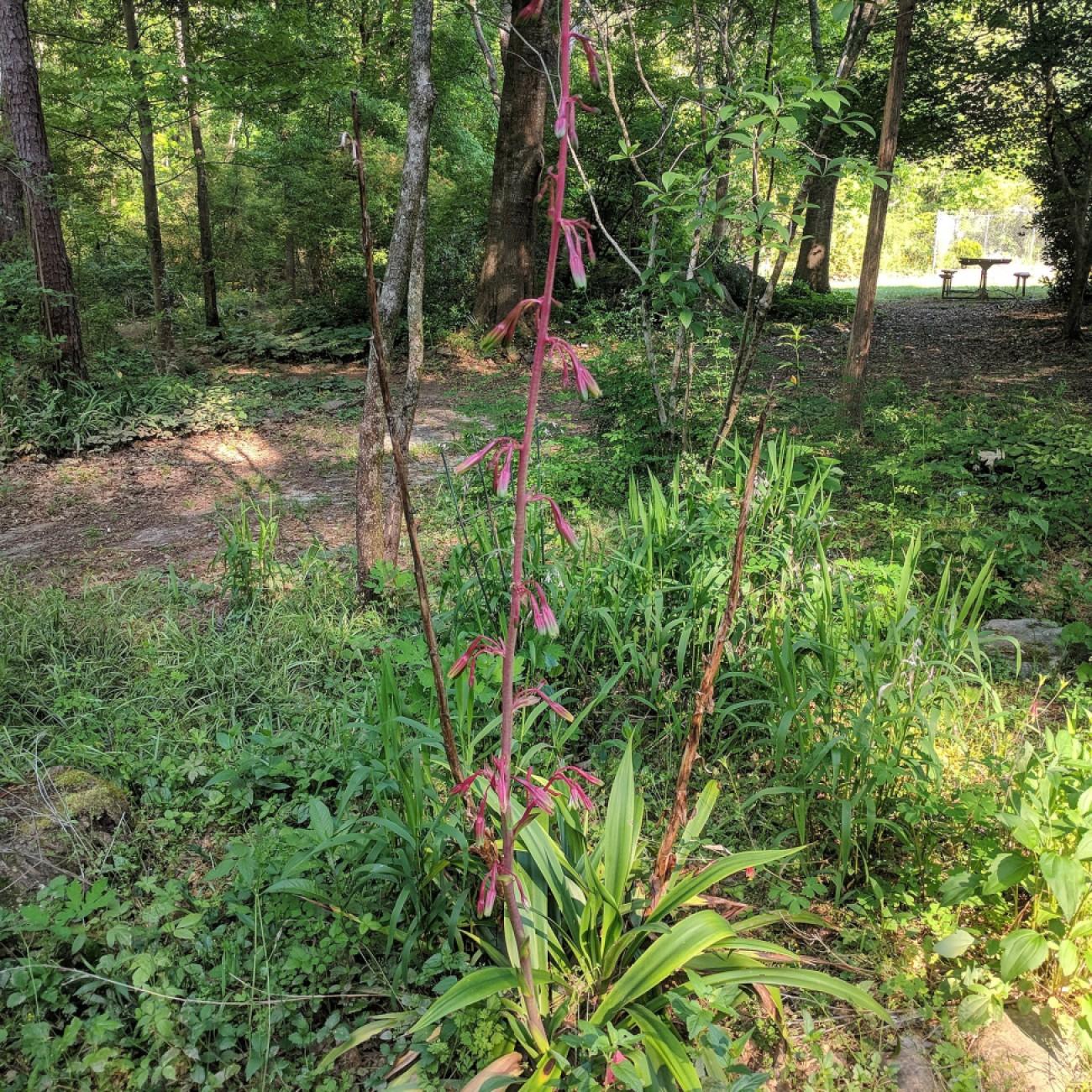 American agave (Manfreda virginica) plant