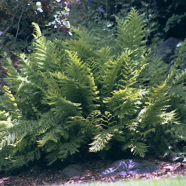 American Alpine Lady Fern (Athyrium distentifolium var. americanum) plant
