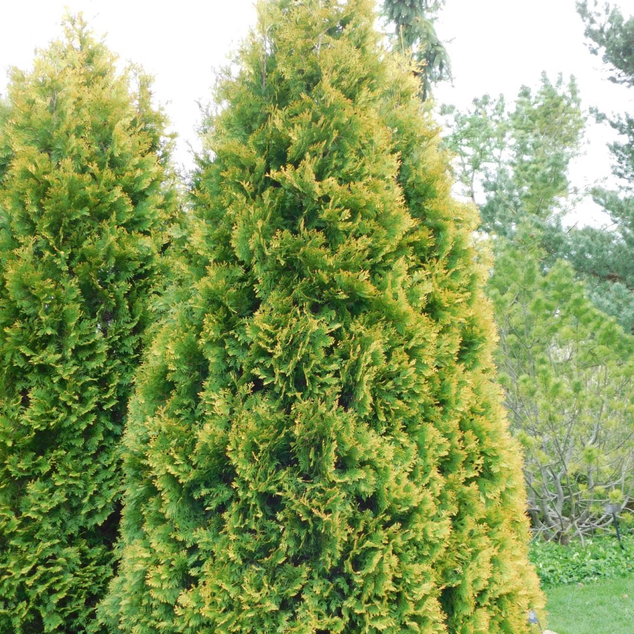American arborvitae (Thuja occidentalis 'Yellow Ribbon') plant