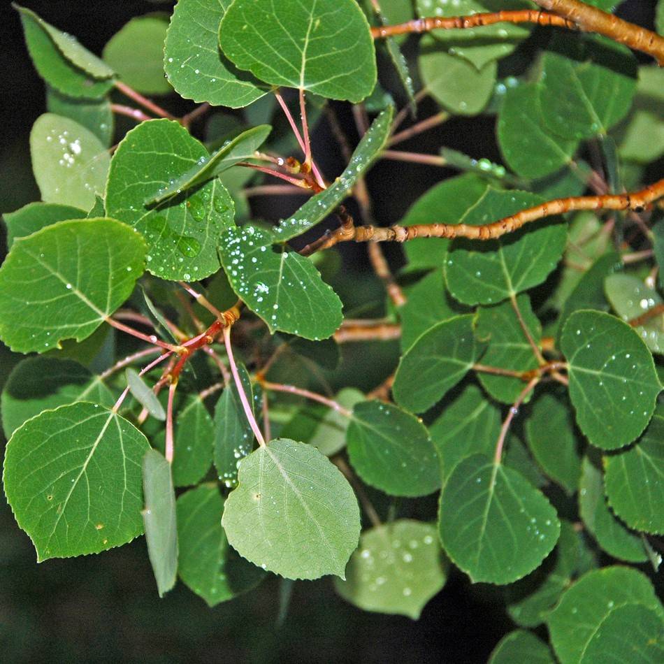 American aspen (Populus tremuloides) plant