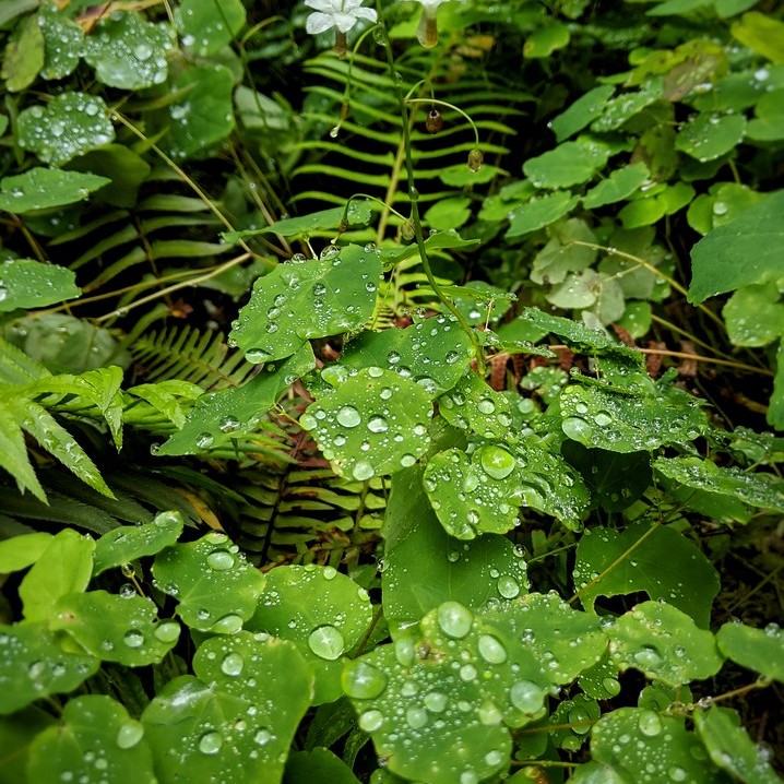 American barrenwort (Vancouveria hexandra) plant