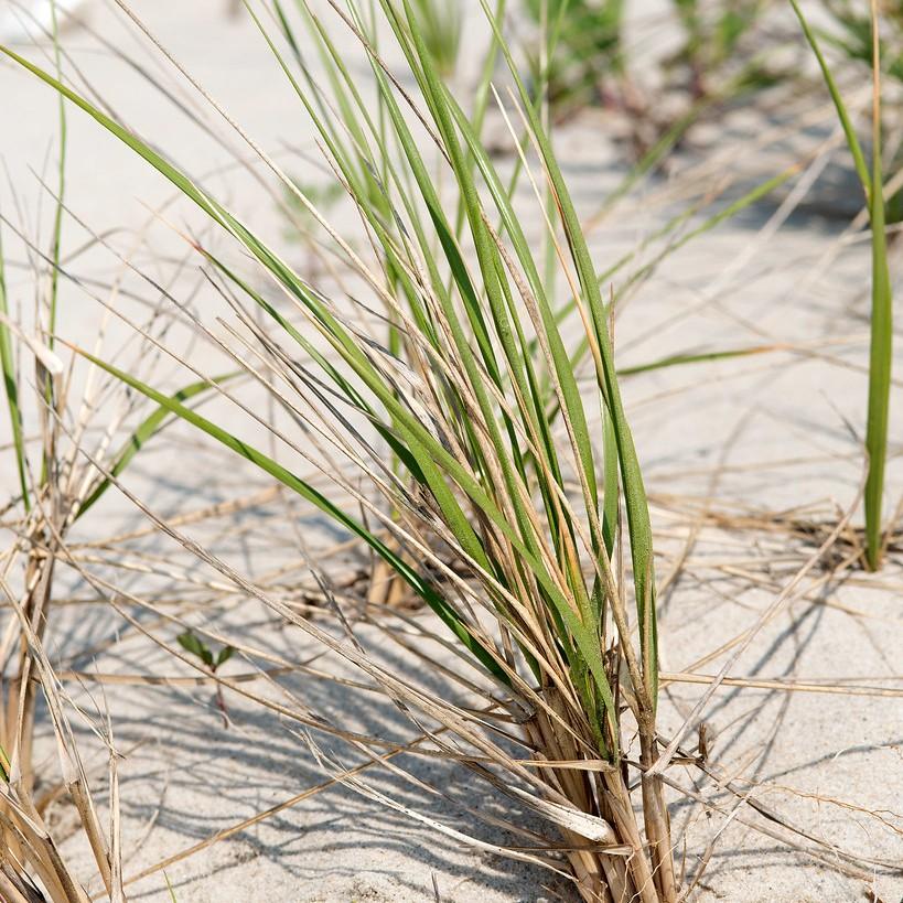 American Beachgrass (Ammophila breviligulata) plant