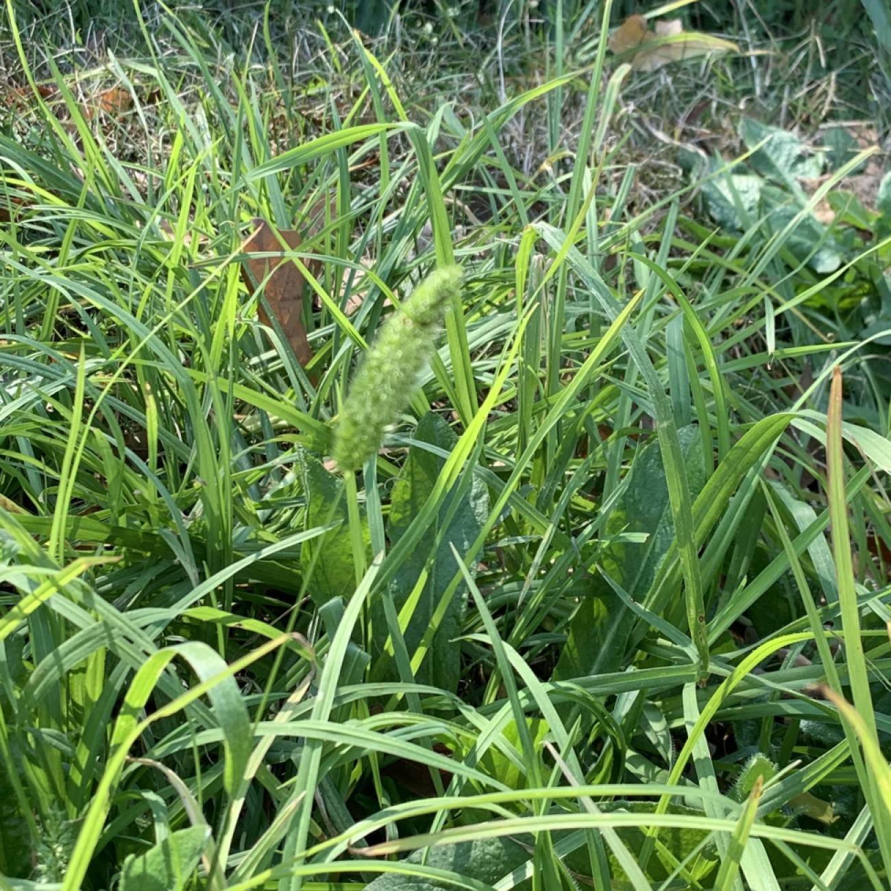 American beakgrain (Diarrhena obovata) plant
