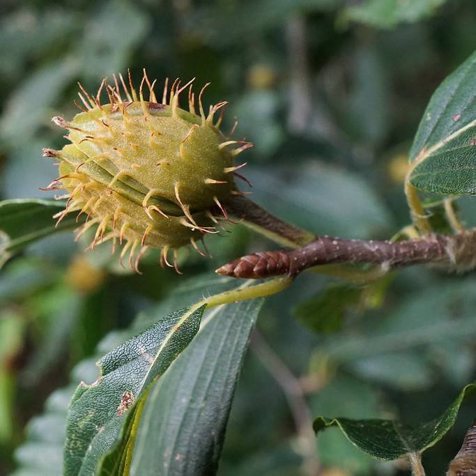 American beech (Fagus grandifolia) plant