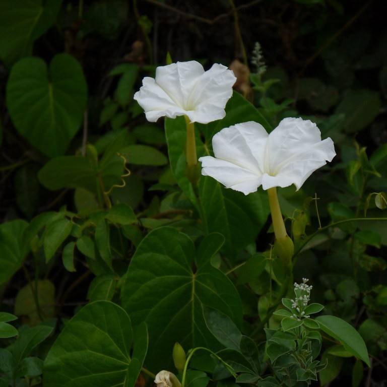 American Bindweed (Calystegia sepium subsp. americana) plant