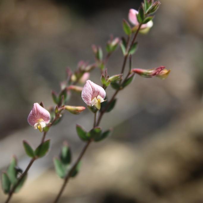 American Bird's-Foot Trefoil (Acmispon americanus) plant