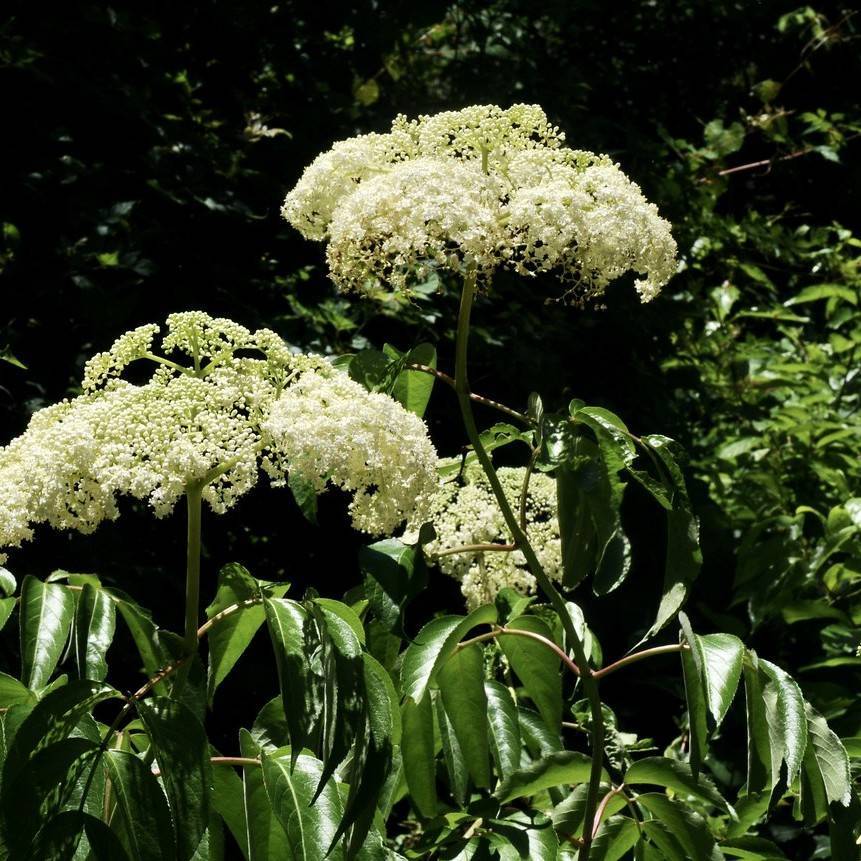 American black elderberry (Sambucus canadensis) plant