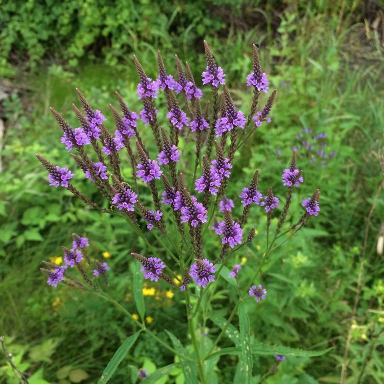 American blue vervain (Verbena hastata) plant