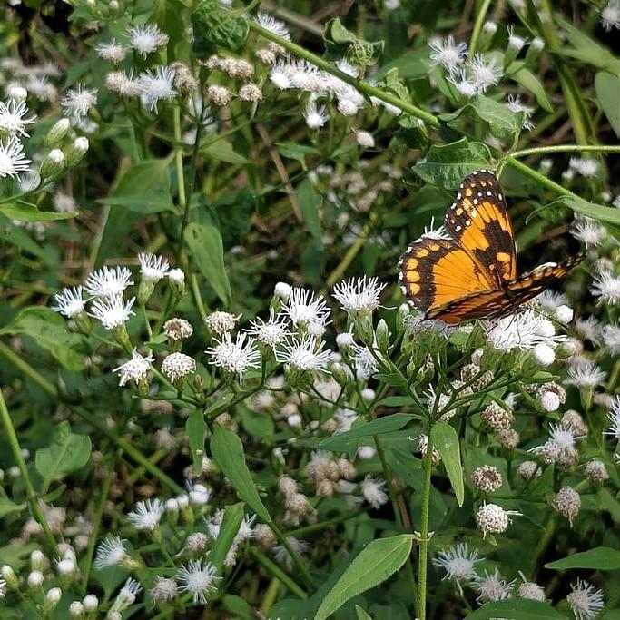 American boneset (Eupatorium perfoliatum 'Milk and Cookies') plant