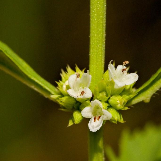 American Bugleweed (Lycopus americanus) plant