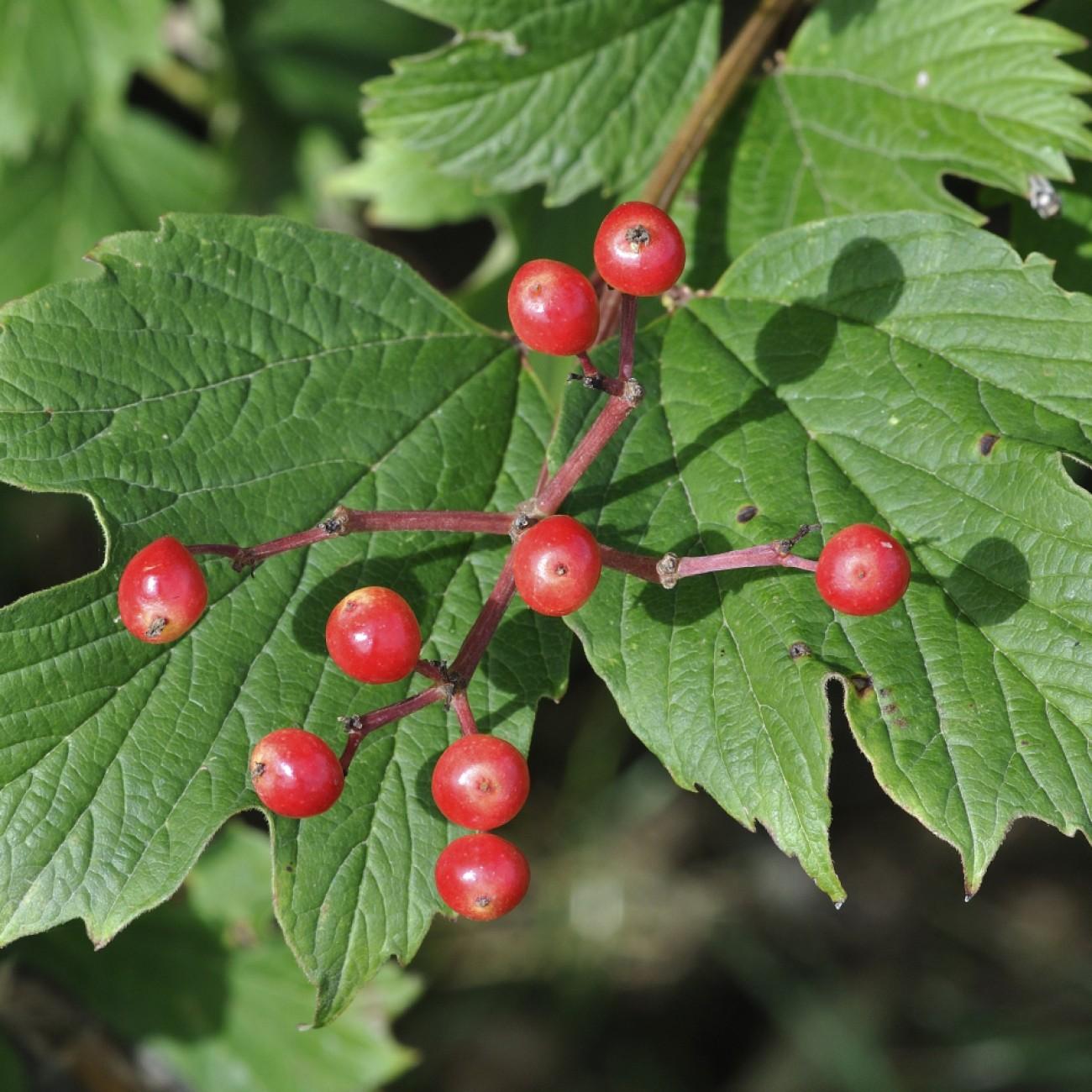 American cranberry bush (Viburnum opulus var. americanum 'Hahs') plant