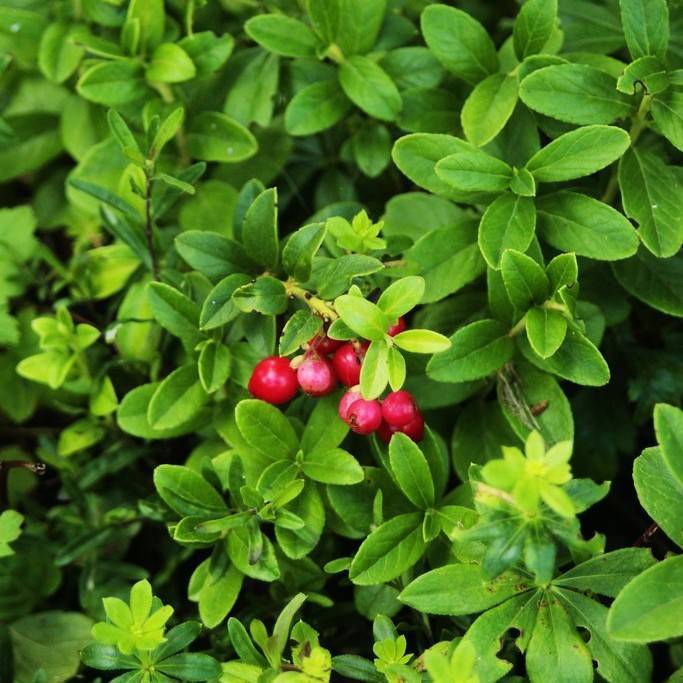 American cranberry (Vaccinium macrocarpon) plant