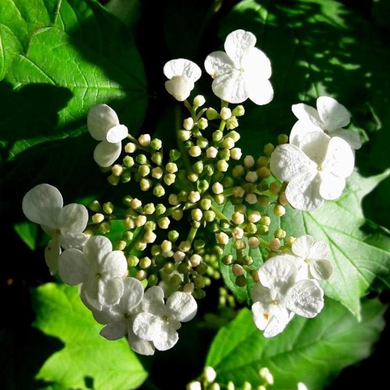 American cranberrybush (Viburnum opulus var. americanum) plant