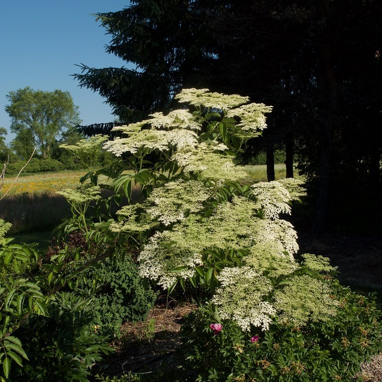 American elderberry (Sambucus canadensis 'Laciniata') plant