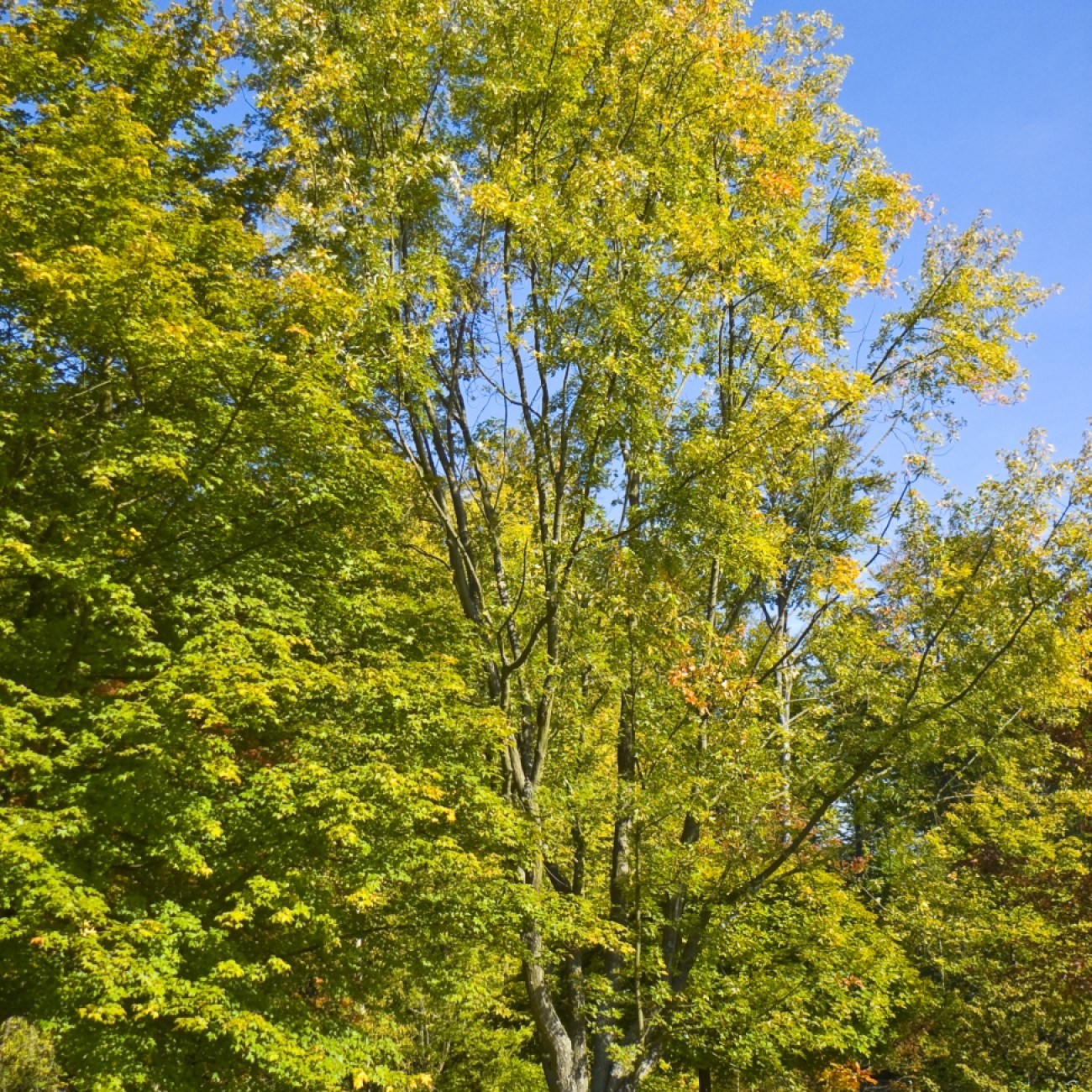 American elm (Ulmus americana 'Valley Forge') plant