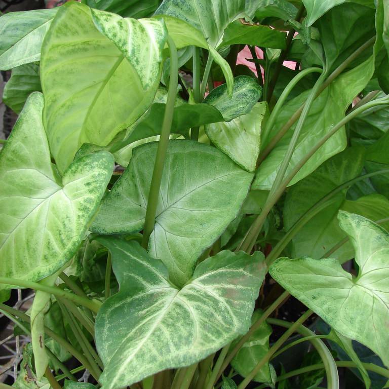 American evergreen (Syngonium podophyllum) plant