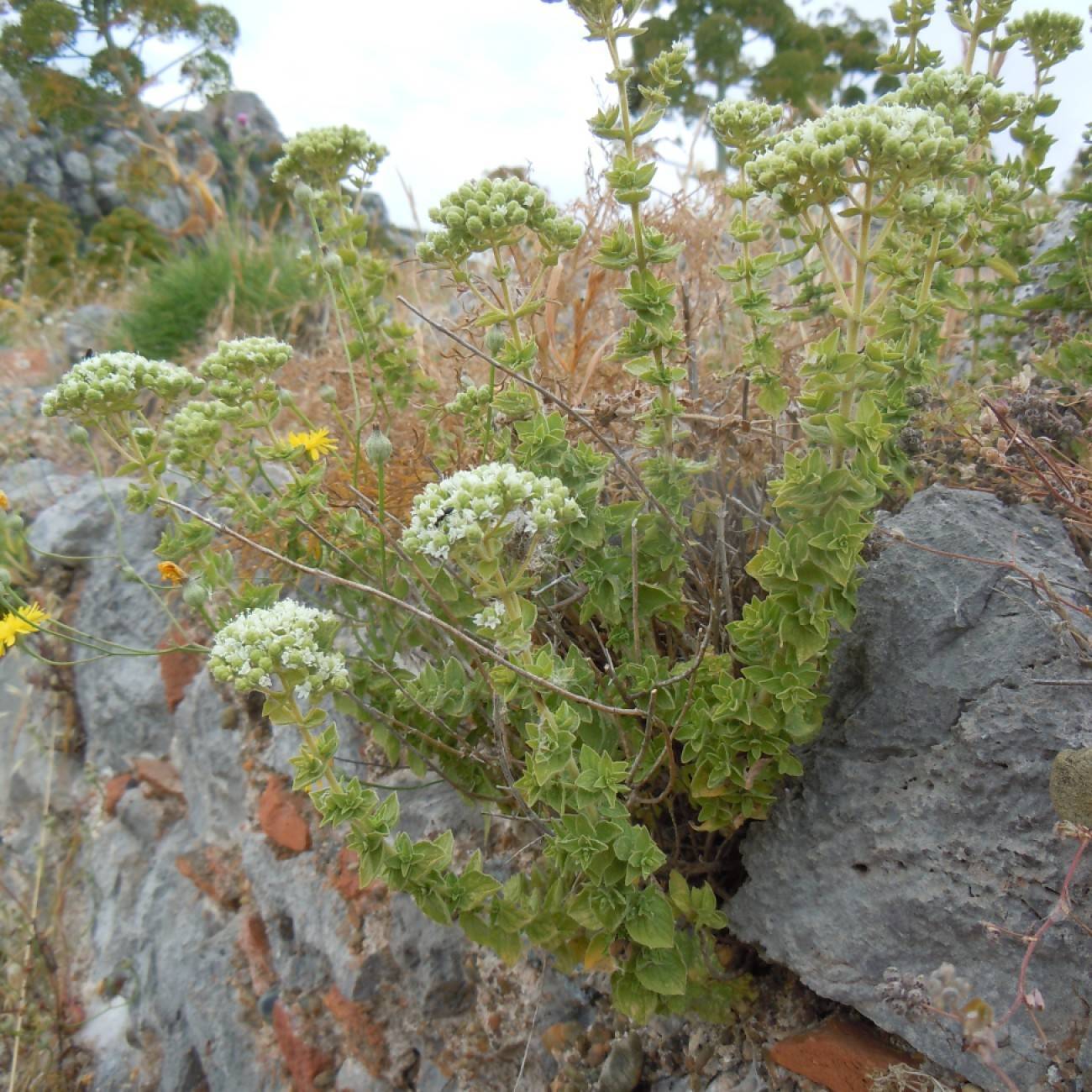 American feverfew (Parthenium hispidum) plant