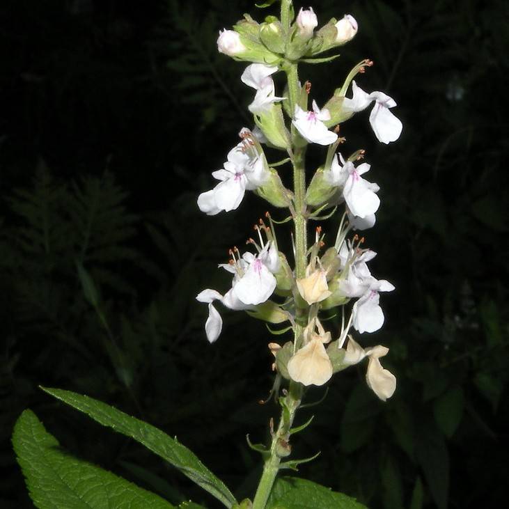 American germander (Teucrium canadense) plant