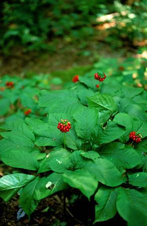 American ginseng (Panax quinquefolius) plant