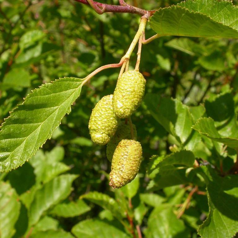 American Green Alder (Alnus viridis) plant