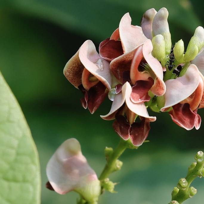 American Groundnut (Apios americana) plant