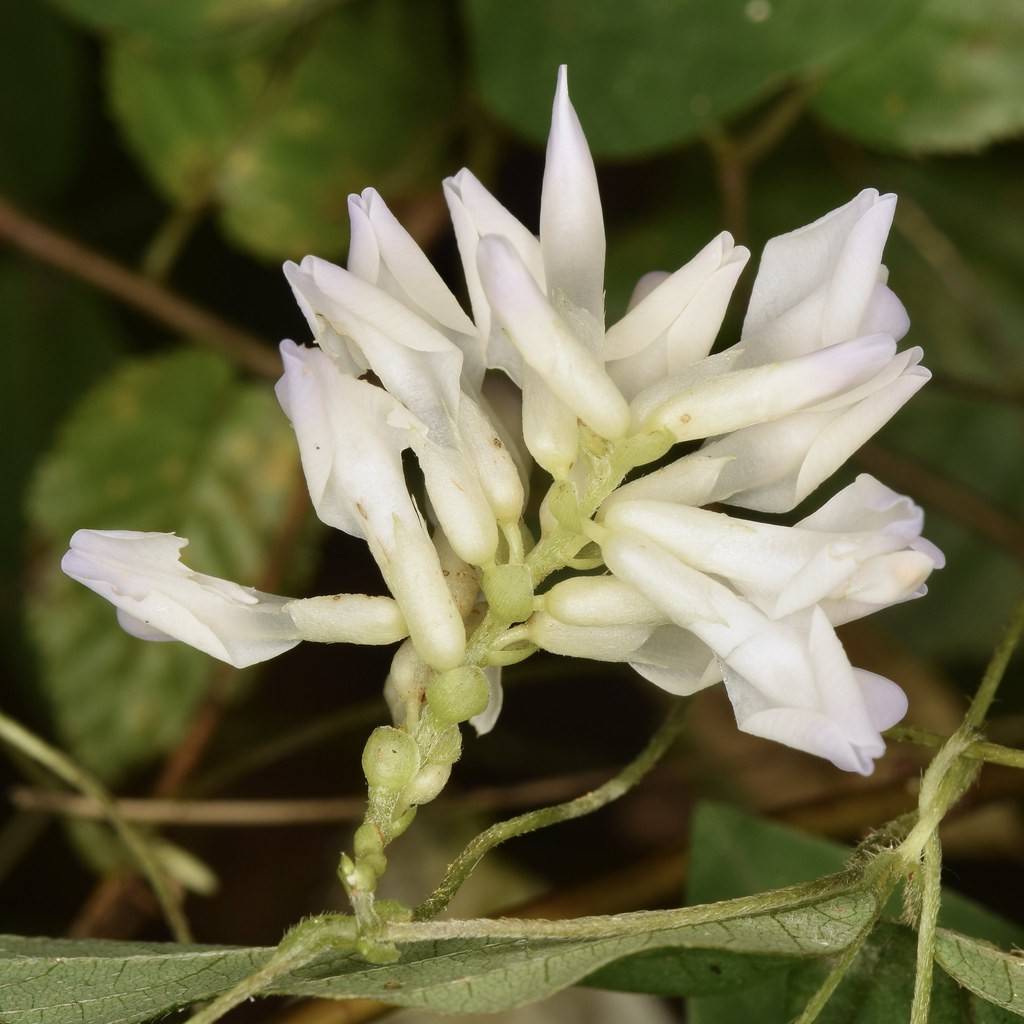 American Hog Peanut (Amphicarpaea bracteata) plant