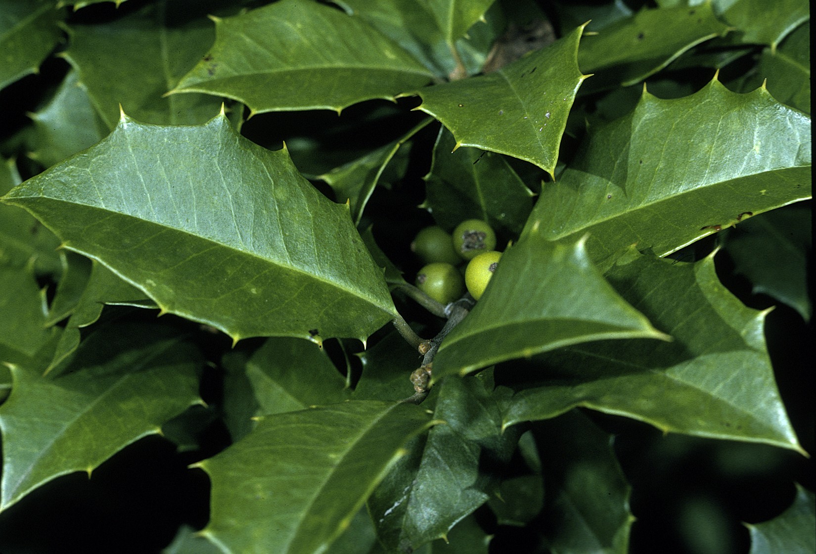 American Holly (Ilex opaca) plant