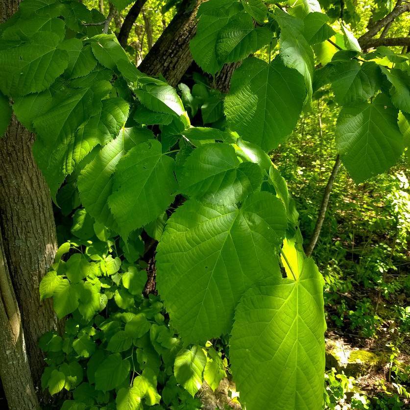 American linden (Tilia americana 'Redmond') plant