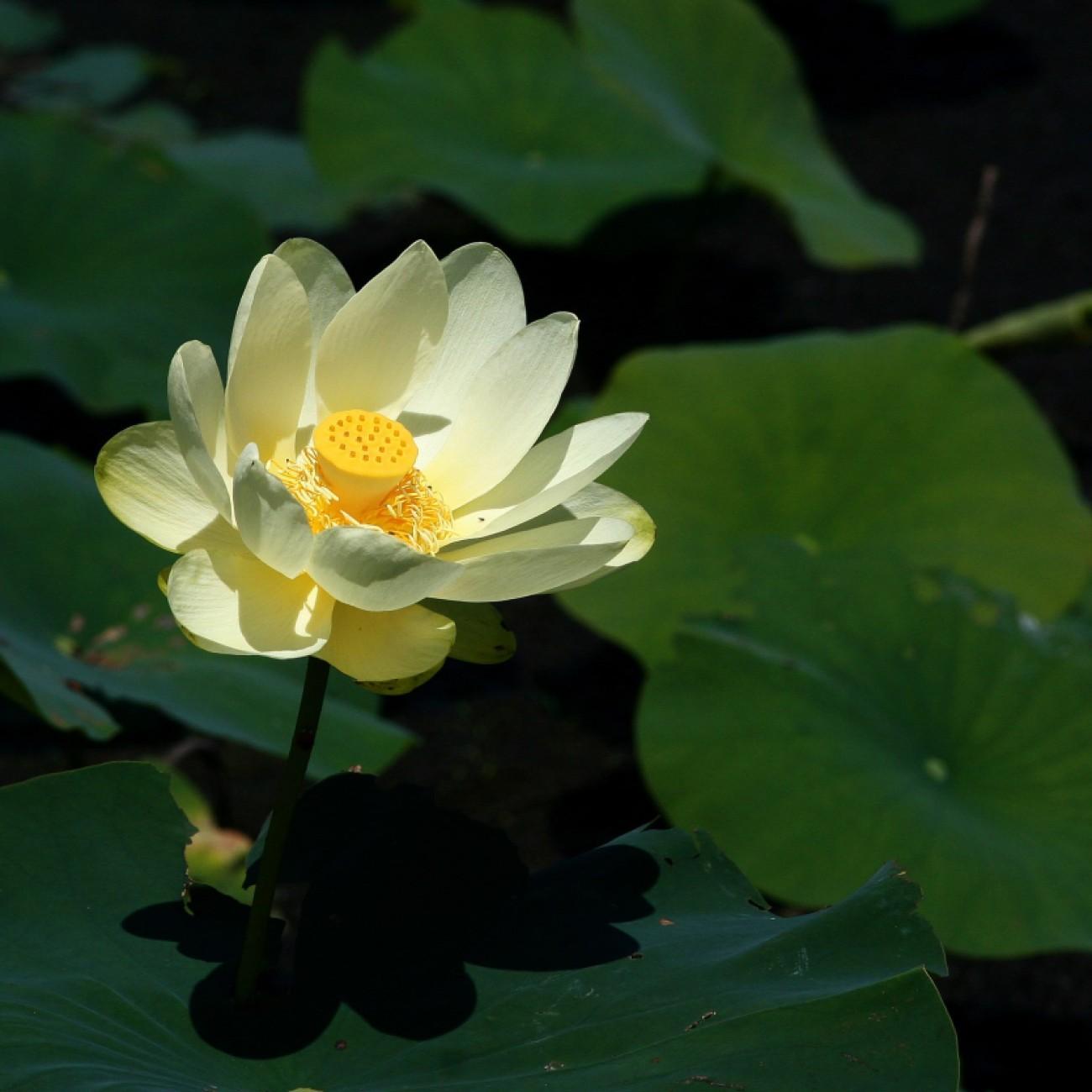 American lotus (Nelumbo lutea) plant