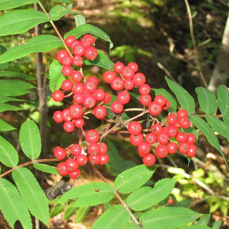 American mountain ash (Sorbus americana) plant