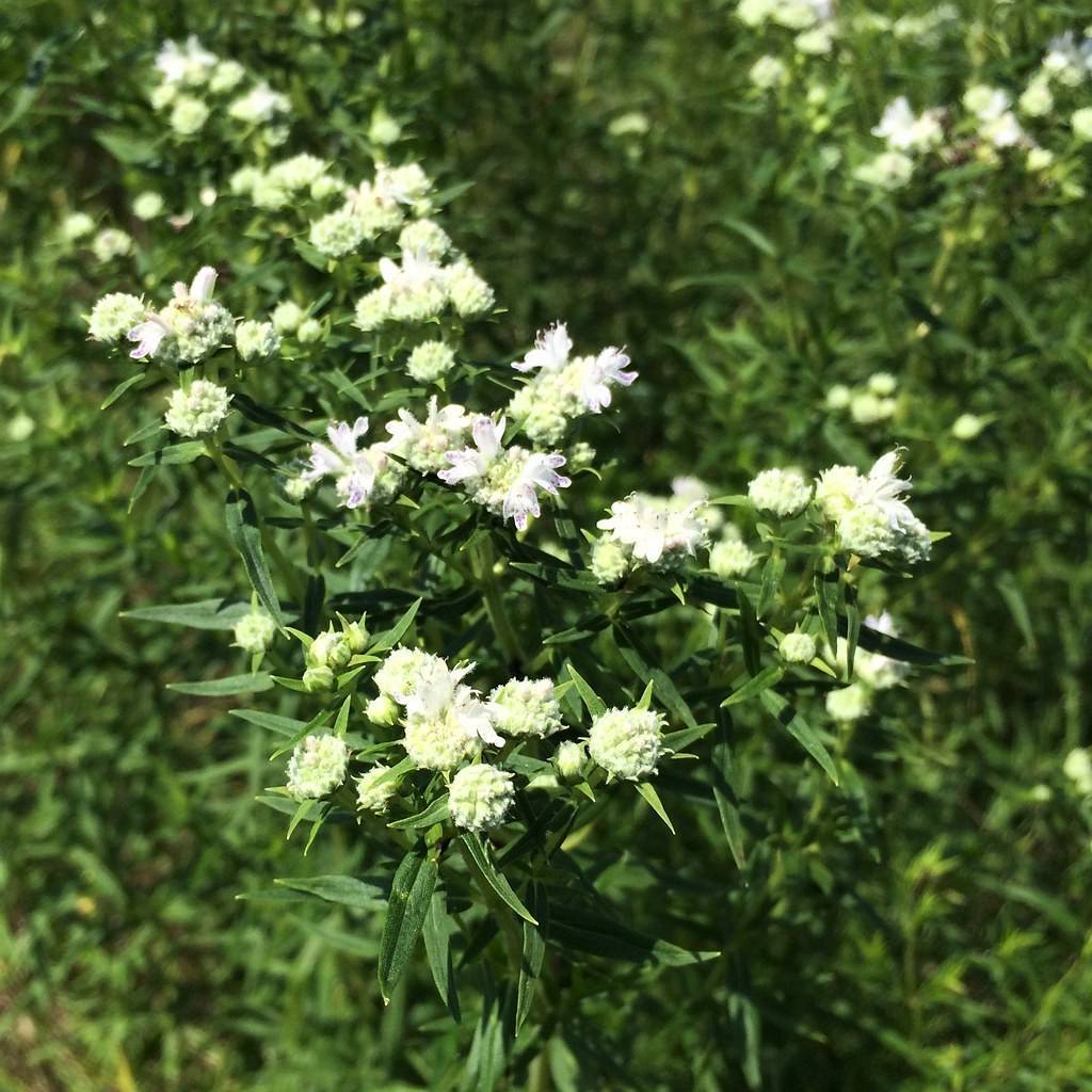 American mountain mint (Pycnanthemum virginianum) plant