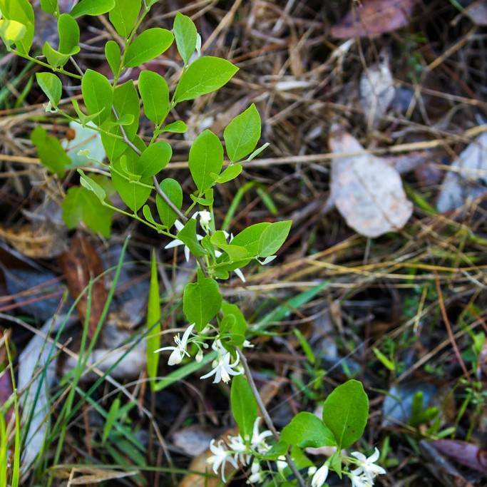 American snowbell (Styrax americanus) plant