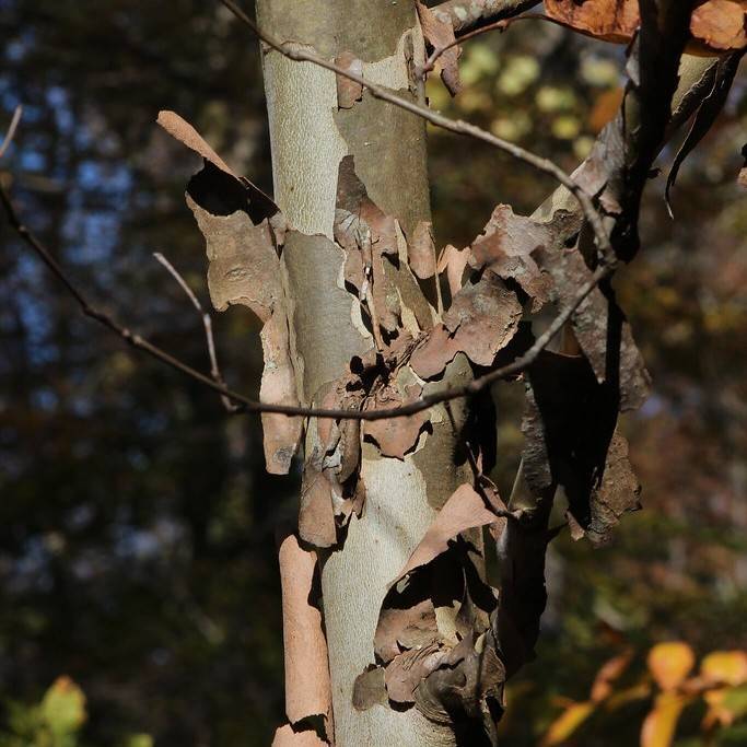 American sycamore (Platanus occidentalis) plant