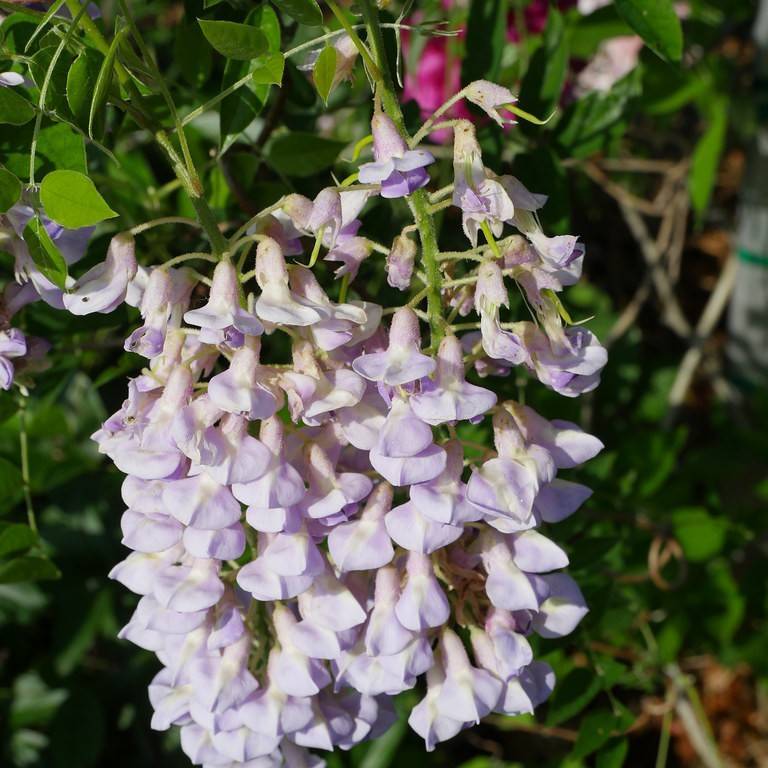 American wisteria (Wisteria frutescens 'Amethyst Falls') plant