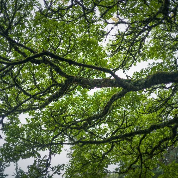 Amur cork tree (Phellodendron amurense 'Macho') plant