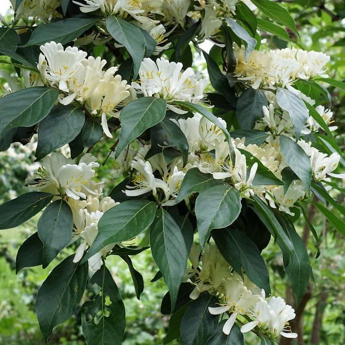 Amur honeysuckle (Lonicera maackii) plant