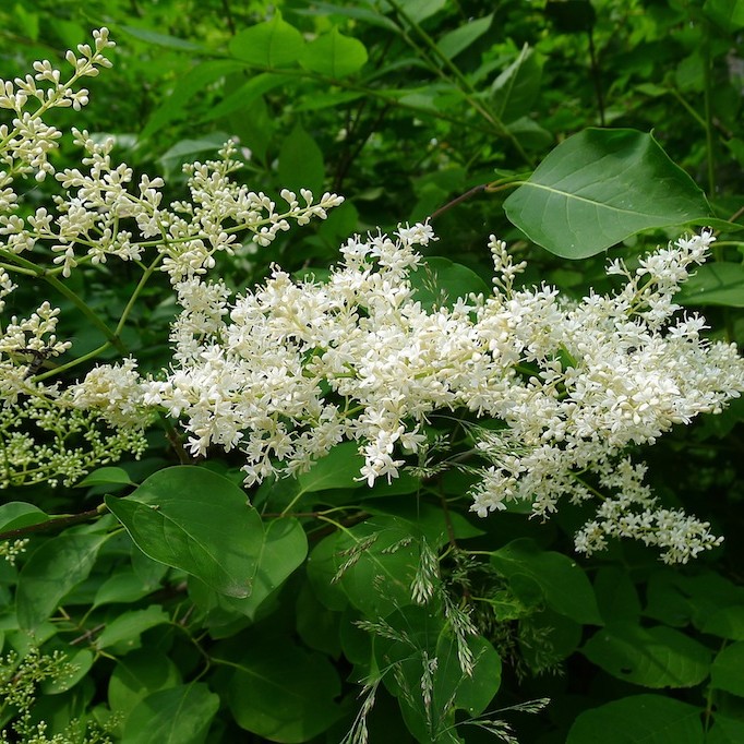 Amur lilac (Syringa reticulata subsp. amurensis) plant