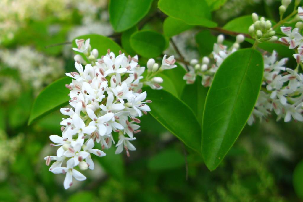 Amur privet (Ligustrum amurense) plant