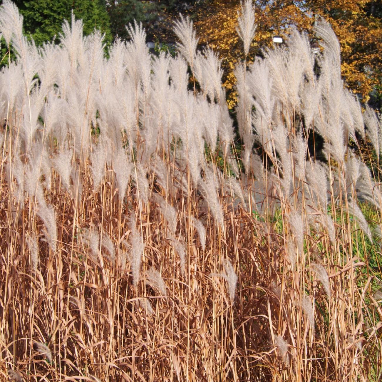 Amur silvergrass (Miscanthus sacchariflorus) plant