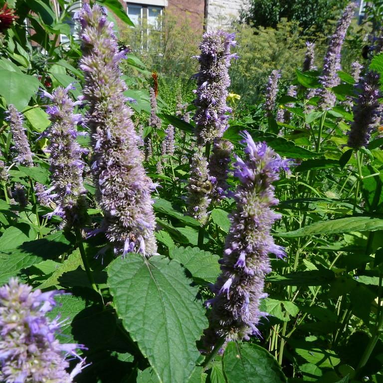 anise hyssop (Agastache foeniculum) plant