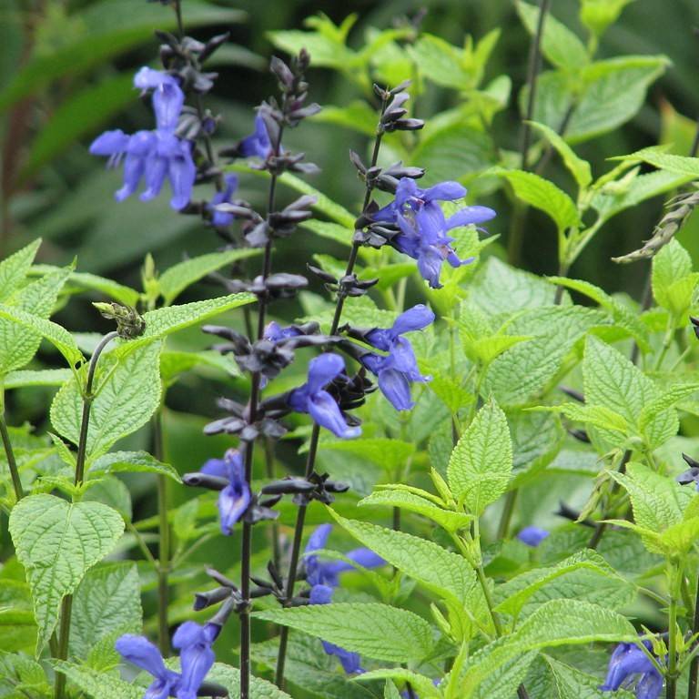 anise-scented sage (Salvia guaranitica 'Black and Blue') plant
