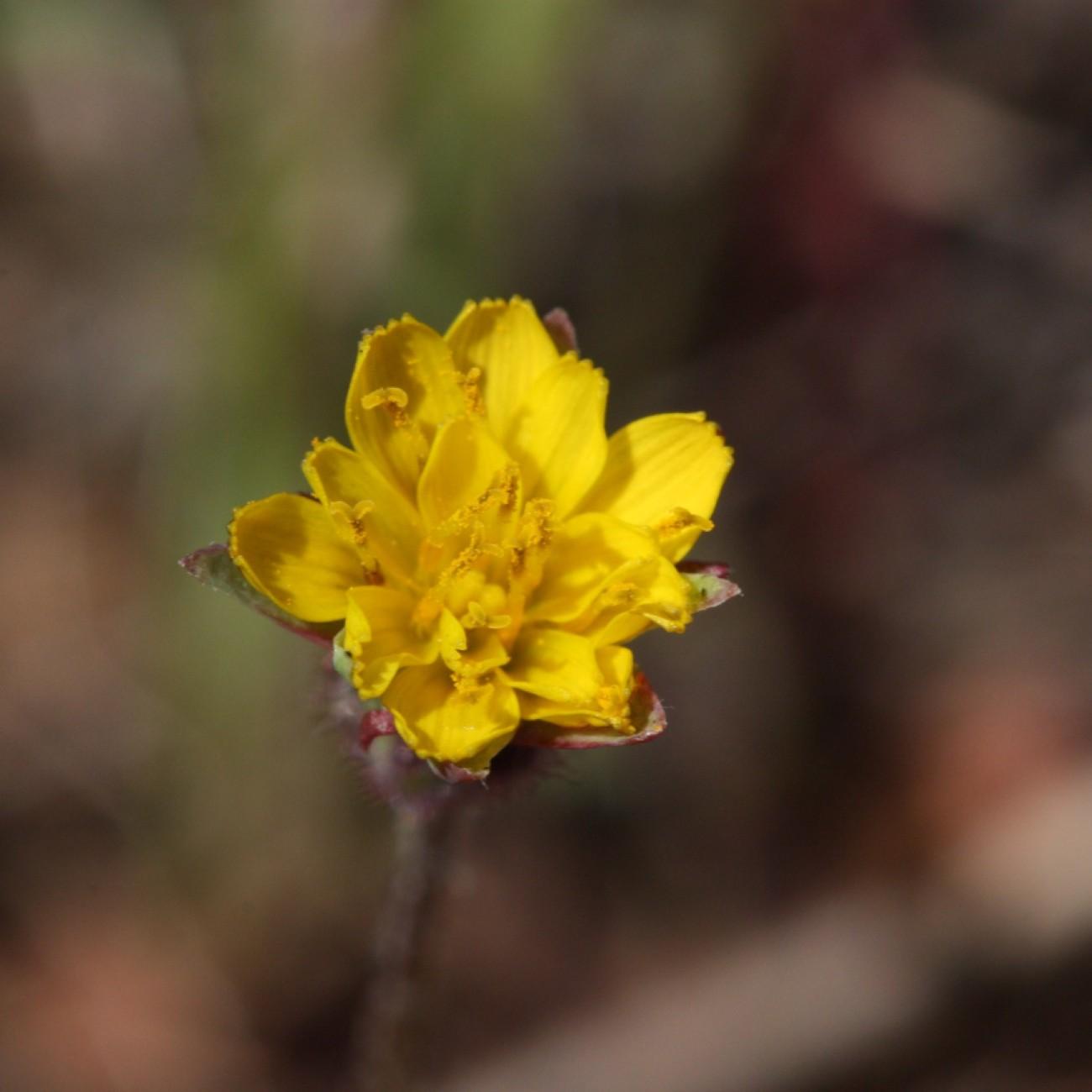Annual Agoseris (Agoseris heterophylla var. heterophylla) plant