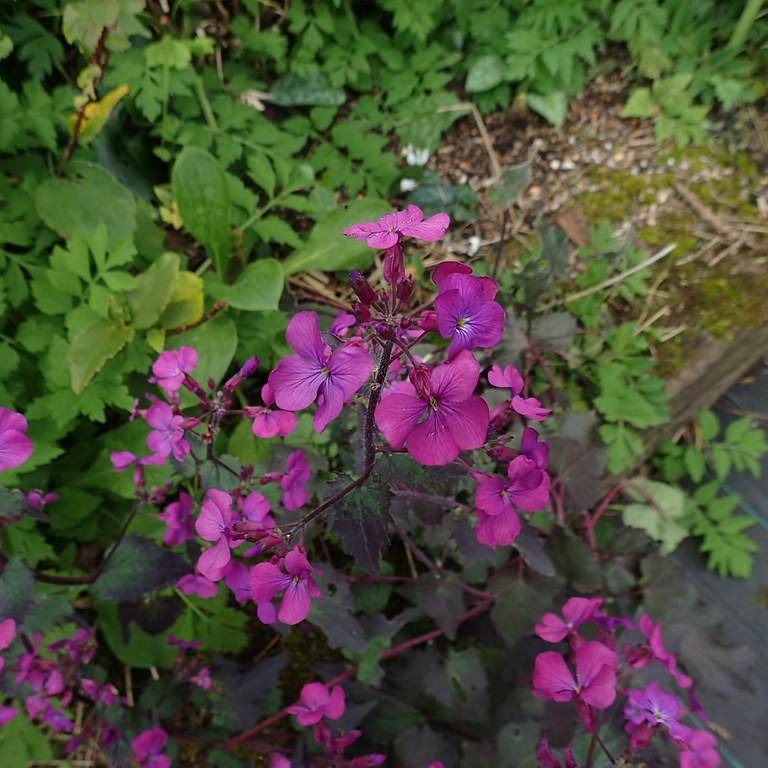 annual honesty (Lunaria annua) plant