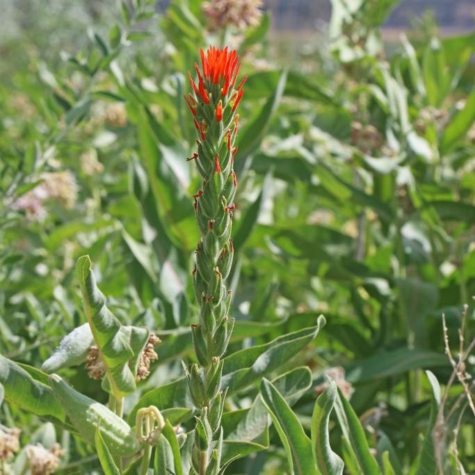 Annual Paintbrush (Castilleja minor var. exilis) plant