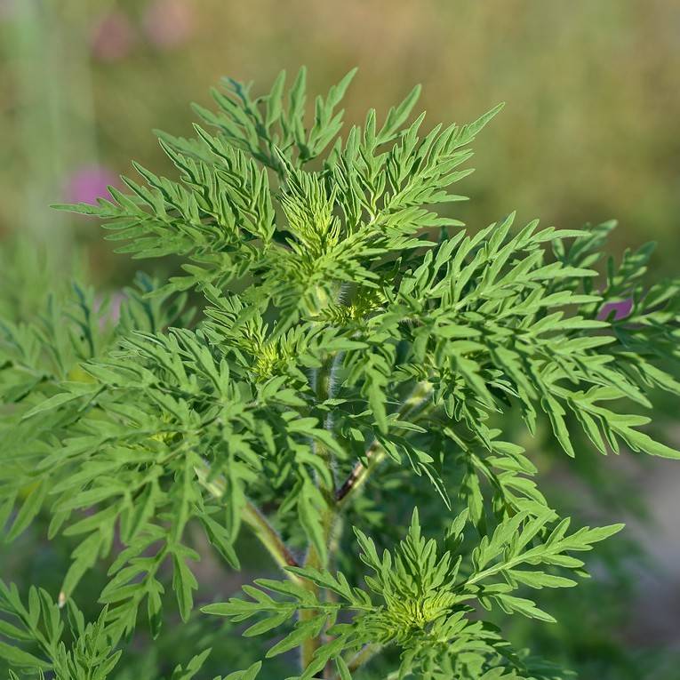 Annual Ragweed (Ambrosia artemisiifolia) plant
