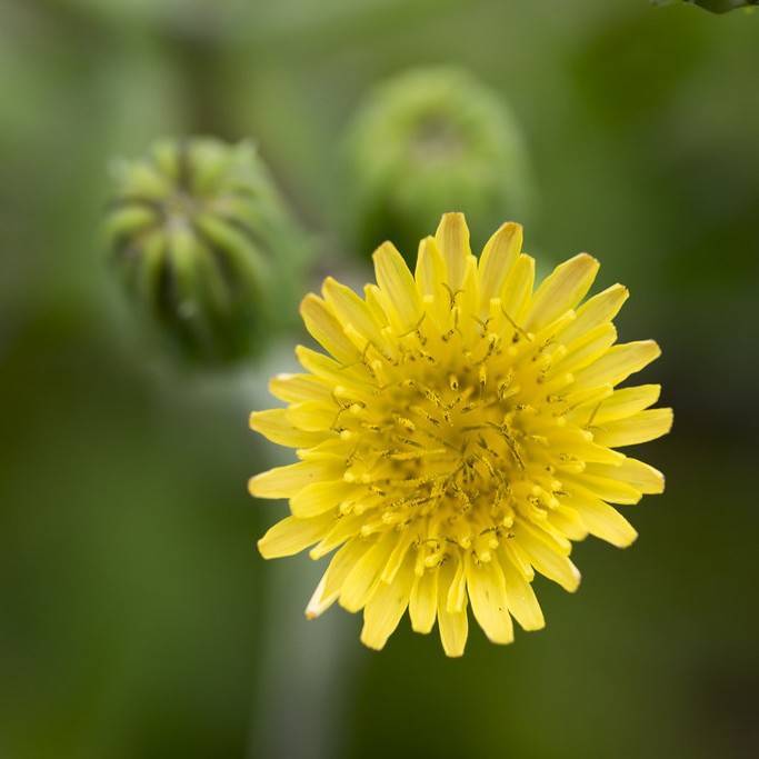 annual sow thistle (Sonchus oleraceus) plant