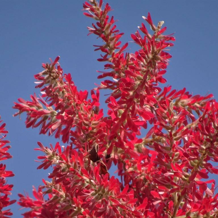 ant tree (Triplaris americana) plant