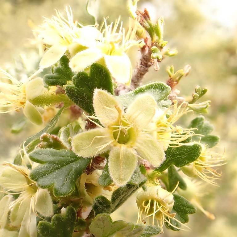 antelope bitterbrush (Purshia tridentata) plant